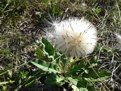 Trichocline macrocephala