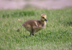 Branta canadensis