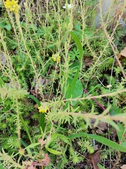 Petrosedum forsterianum
