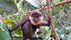 Cercopithecus erythrogaster erythrogaster