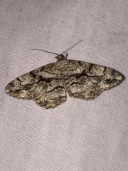 Peribatodes umbraria