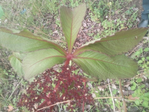 Cyphostemma flavicans