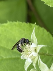 Hemihalictus