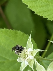 Hemihalictus