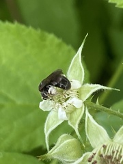Hemihalictus