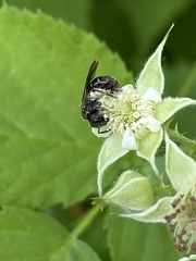 Hemihalictus