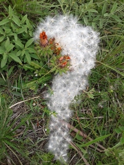 Trichocline macrocephala