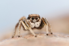 Habronattus gilaensis