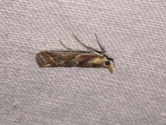 Ancylosis cinnamomella