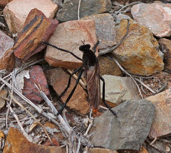 Archilestris magnificus