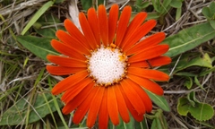 Trichocline macrocephala