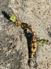 Opuntia drummondii
