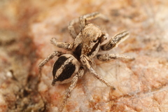 Habronattus gilaensis