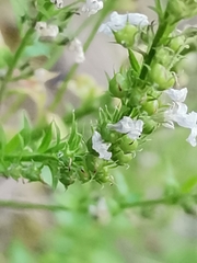 Anarrhinum duriminium