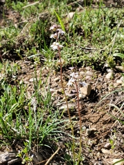 Lithophragma tenellum