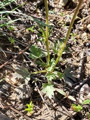 Lithophragma tenellum