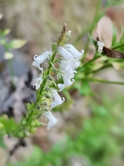 Anarrhinum duriminium