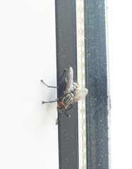 Sarcophaga variegata