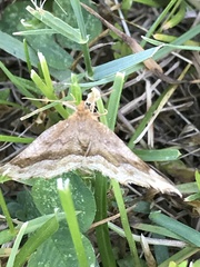 Phalaenostola metonalis