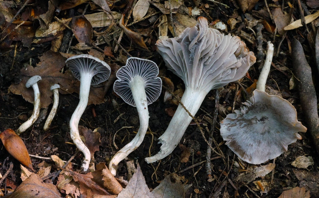 Cuphophyllus canescens