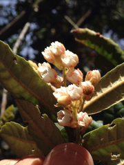 Elaeocarpus holopetalus