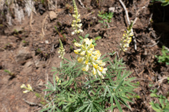 Lupinus sulphureus