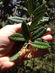 Elaeocarpus holopetalus