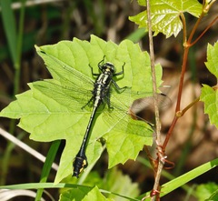 Gomphurus ventricosus