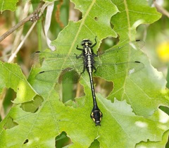 Gomphurus ventricosus
