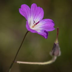 Geranium robustum