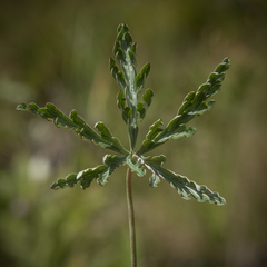 Geranium robustum