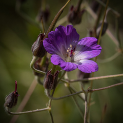 Geranium robustum