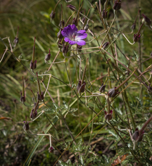 Geranium robustum