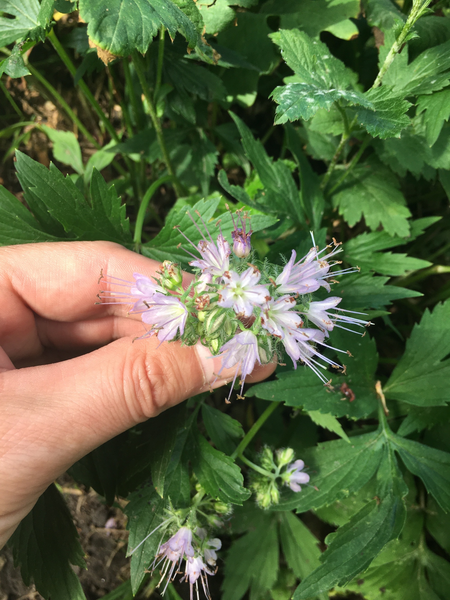 Hydrophyllum virginianum var. virginianum