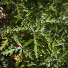 Geranium robustum