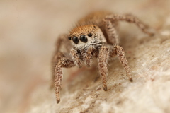Habronattus gilaensis