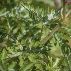Geranium robustum