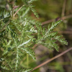 Geranium robustum