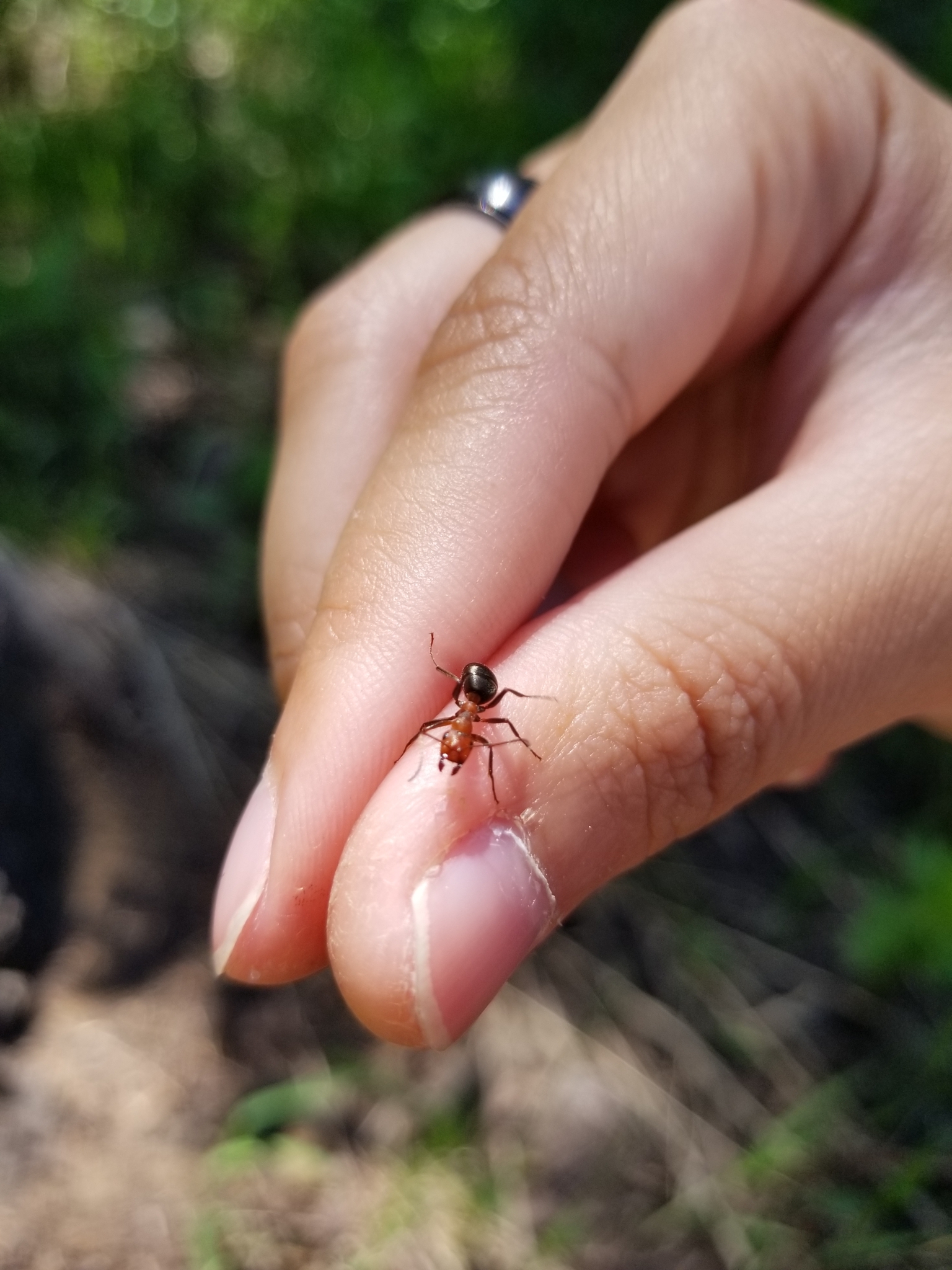 Formica oreas