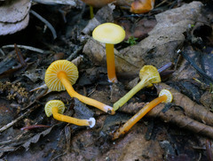 Hygrocybe parvula
