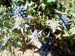 Eryngium dilatatum