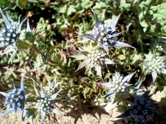 Eryngium dilatatum
