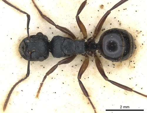 Polyrhachis polymnia
