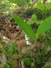 Convallaria keiskei