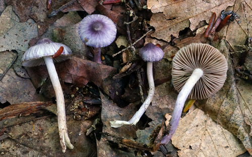 Inocybe lilacina