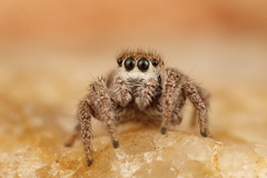 Habronattus gilaensis