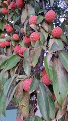 Cornus capitata