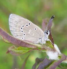 Glaucopsyche lygdamus image