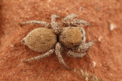 Habronattus gilaensis