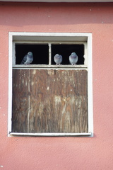 Columba livia domestica